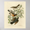 Suche nach thrash poster Vogelvogel