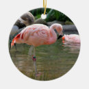 Suche nach wild lebende tiere ornamente Tropisch