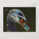 Suche nach schwarzer schwan postkarten Tierwelt