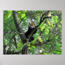 Suche nach red panda poster Natur