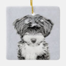 Suche nach tibetanischer terrier Hund