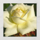 Suche nach floristen einladungen Rose