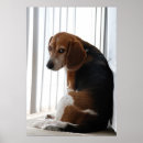 Suche nach alte hunde poster Beagle