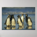 Suche nach magellan poster Pinguin