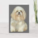 Suche nach shih tzu waren karten Shitzu
