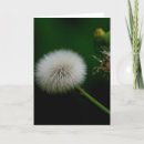 Suche nach löwenzahn karten Blume