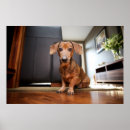 Suche nach niedliche dackel poster Niedliches baby