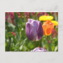 Suche nach lila tulpen postkarten Flora