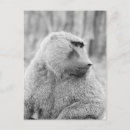 Suche nach konzentration postkarten Tierwelt