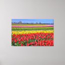 Suche nach bunte tulpen leinwandbilder Natur