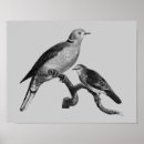 Suche nach schwarz weiß vogel poster Tier