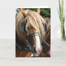 Suche nach belgien karten Pferd