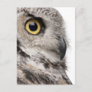 Suche nach bubo virginianus Natur