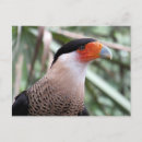Suche nach caracara Natur
