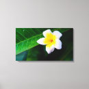 Suche nach plumeria leinwandbilder Weiß
