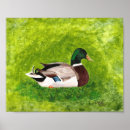 Suche nach mallard poster Vogelvogel