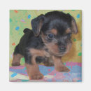 Suche nach yorkie magnete Zucht