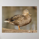 Suche nach weibchen poster Vogel