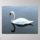 Suche nach schwäne poster Vogel