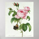 Suche nach rosa centifolia poster Botanisch