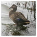 Suche nach ente fliesen Wasser