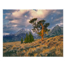 Suche nach alter baum poster Berg