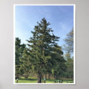 Suche nach immergrüne poster Baum