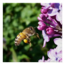 Suche nach pollen poster Natur