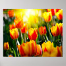 Suche nach tulips poster Tulpen