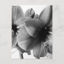 Suche nach amaryllis postkarten Blume