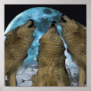 Suche nach heulen poster Wolf