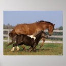 Suche nach shetland pony poster Rasse