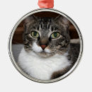 Suche nach nase ornamente Tiere