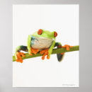 Suche nach baumfrosch poster Natur