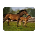 Suche nach mare magnete Ranch