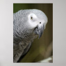 Suche nach niedlicher papagei poster Vogelvogel