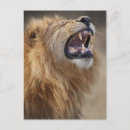 Suche nach panthera löwe postkarten Afrika