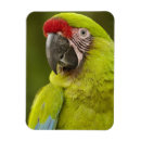 Suche nach ara magnete Vogel