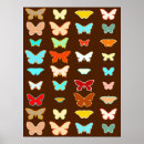 Suche nach braune schmetterlinge poster Orange
