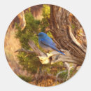 Suche nach bluebird aufkleber Natur