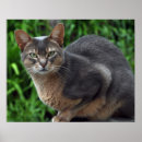 Suche nach tierheim poster Tierarzt