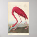 Suche nach vintage flamingo poster Tropische vögel