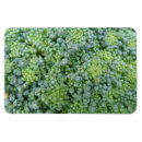 Suche nach broccoli magnete Gemüse