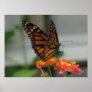 Suche nach lantana poster Fotografie