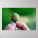 Suche nach acorn poster Wald