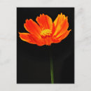 Suche nach kosmos postkarten Blumenreich