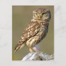 Suche nach owls postkarten Tiere