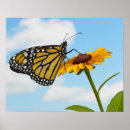Suche nach reinheit poster Blume