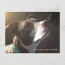 Suche nach adopt poster Rescue