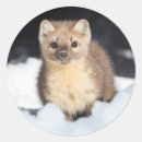 Suche nach marder Fleischfresser